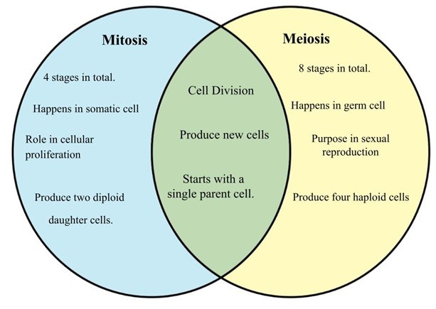 Difference between Mitosis and Meiosis.jpg