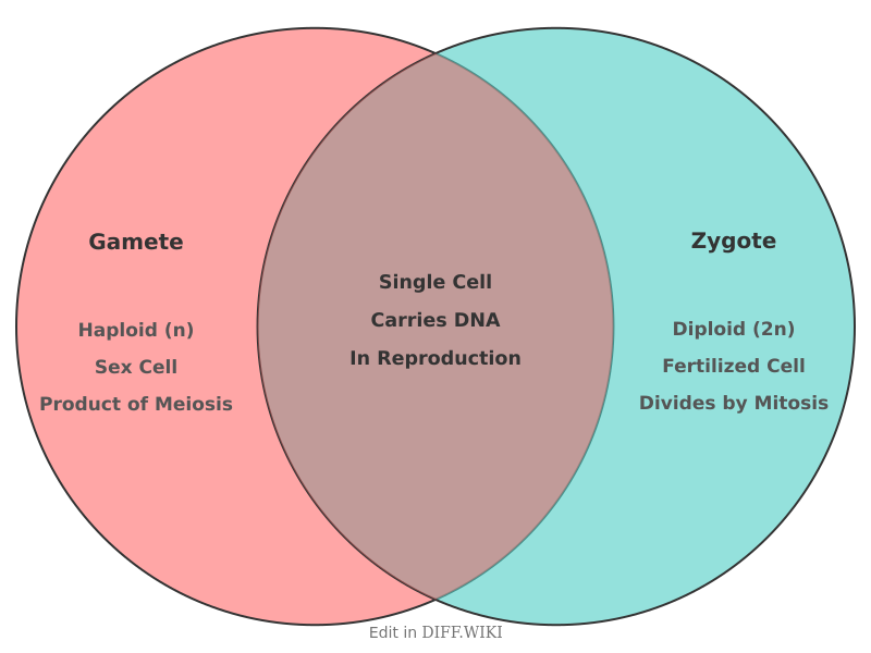 Venn diagram for Differences between Gamete and Zygote