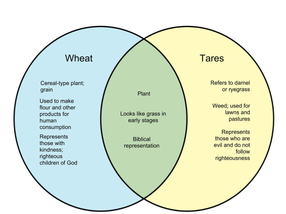 Difference-Between-Wheat-and-Tares.png