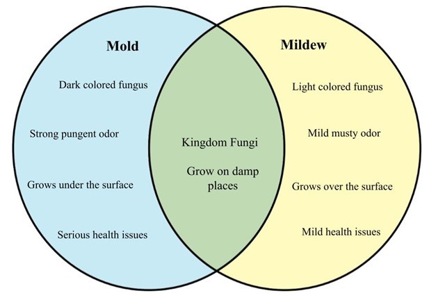 Difference between Mold and Mildew.jpg
