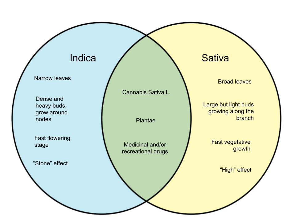 Difference-Between-Indica-and-Sativa.png