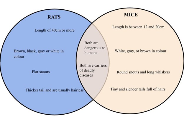 File:Difference between mice and rats.jpg
