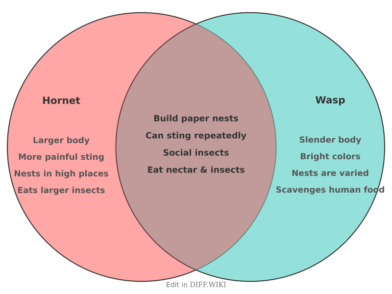 Venn diagram for Differences between Hornet and Wasp