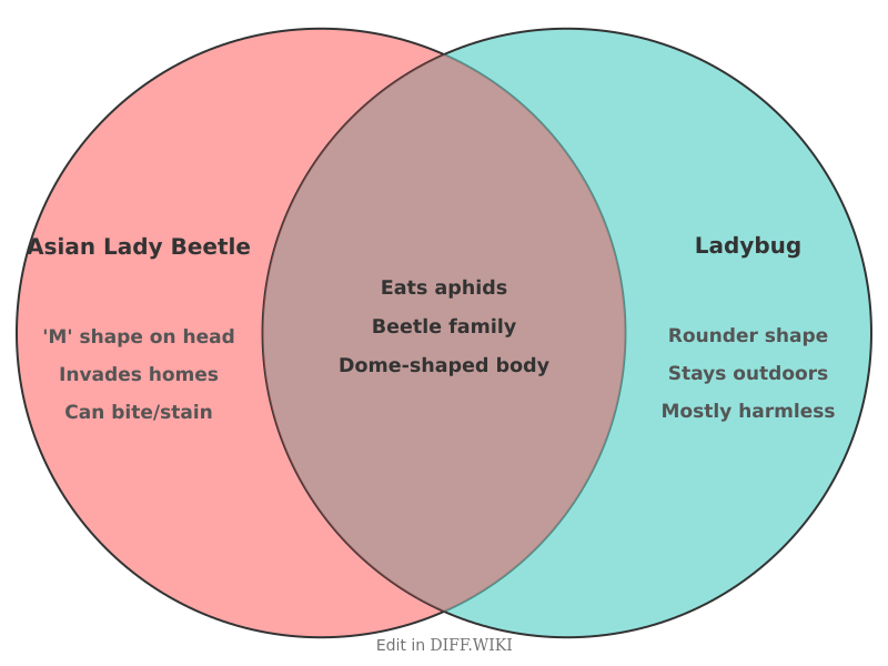 Venn diagram for Differences between Asian Lady Beetle and Ladybug