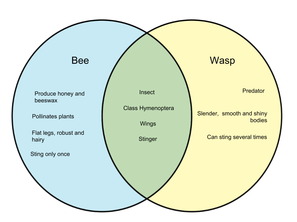 Difference-Between-Bee-and-Wasp.png