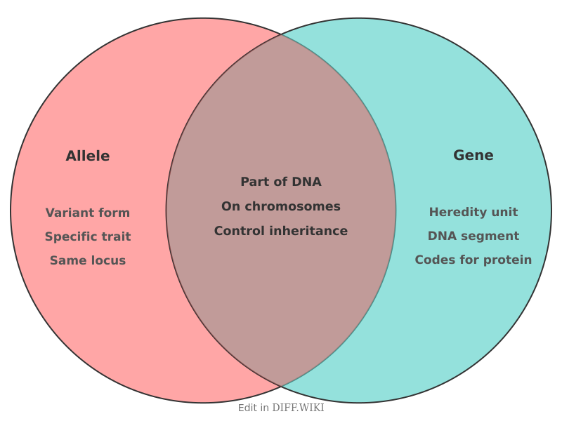 Venn diagram for Differences between Allele and Gene