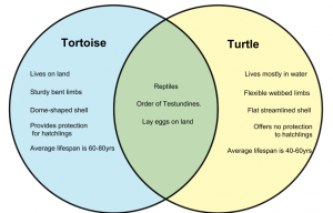 Tortoise-vs-Turtle.png