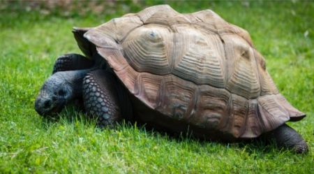 Difference between Turtle and Tortoise - diff.wiki