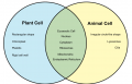 Plant-cell-vs-Animal-Cell.png