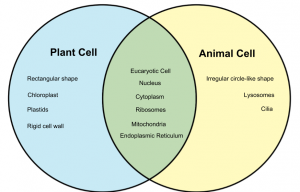 Difference between Animal Cell and Plant Cell 