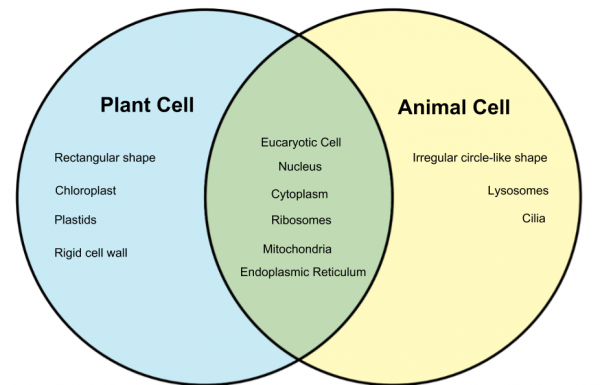 Venn Diagram Plant Vs Animal Cells