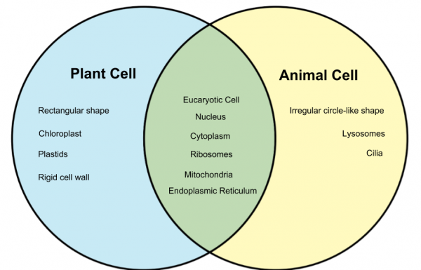 Compare And Contrast The General Structures Of Plant And Animal Cells