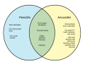 Difference-Between-Penicillin-and-Amoxicillin-1.png