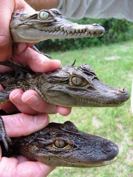 File:Alligator, crocodile.jpg