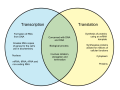 Difference-Between-Transcription-and-Translation.png